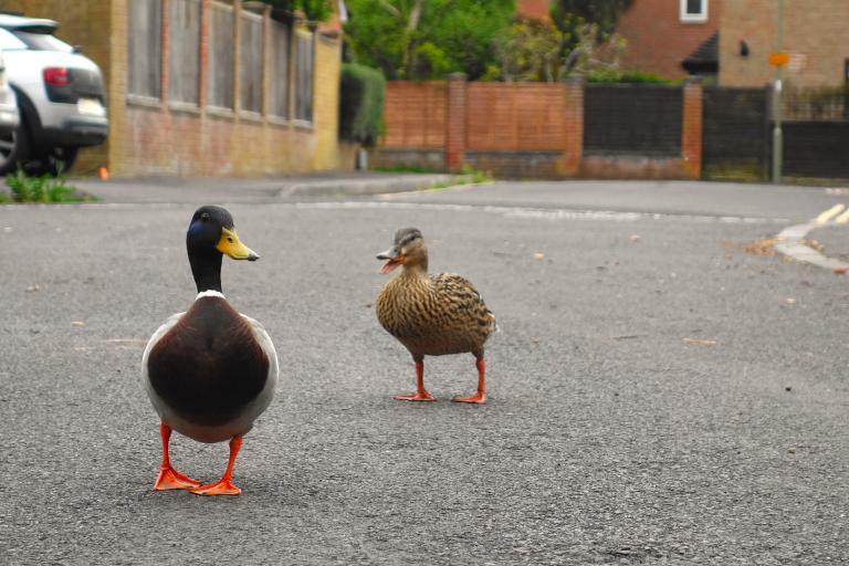 Two ducks walking home