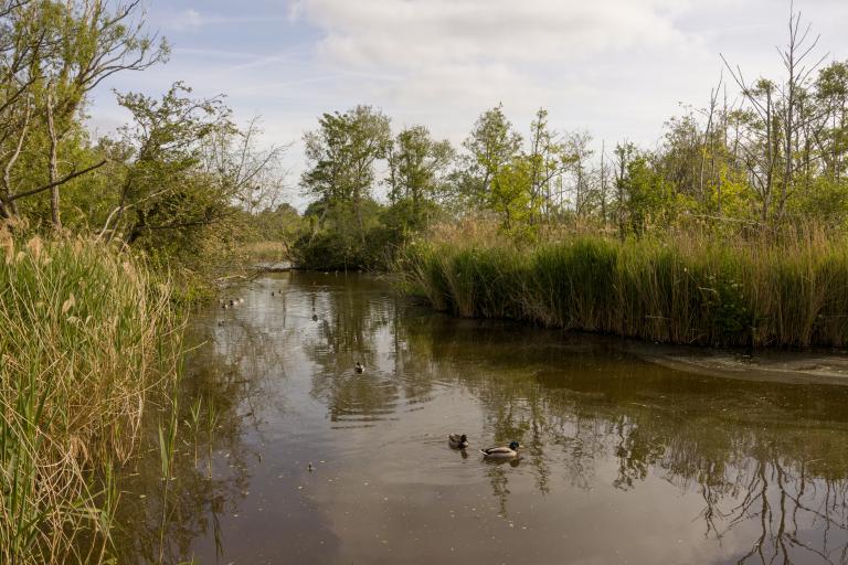 Langstone Mill Pond