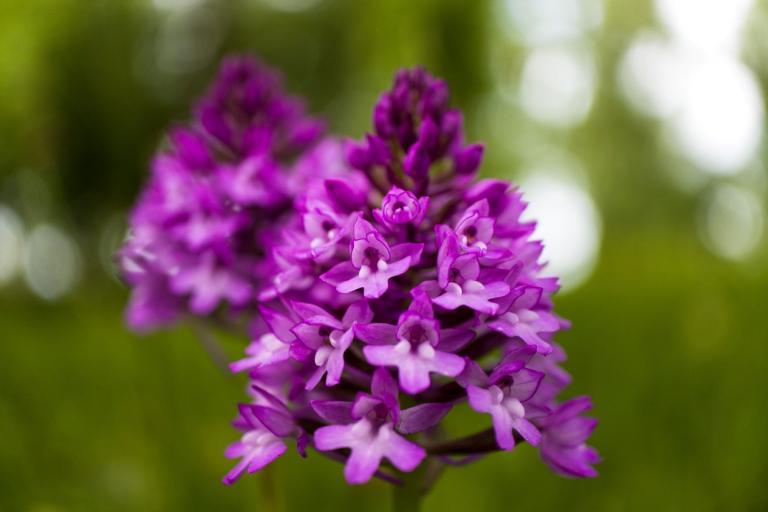 Orchids growing in Havant thanks to a relaxed mowing regime.