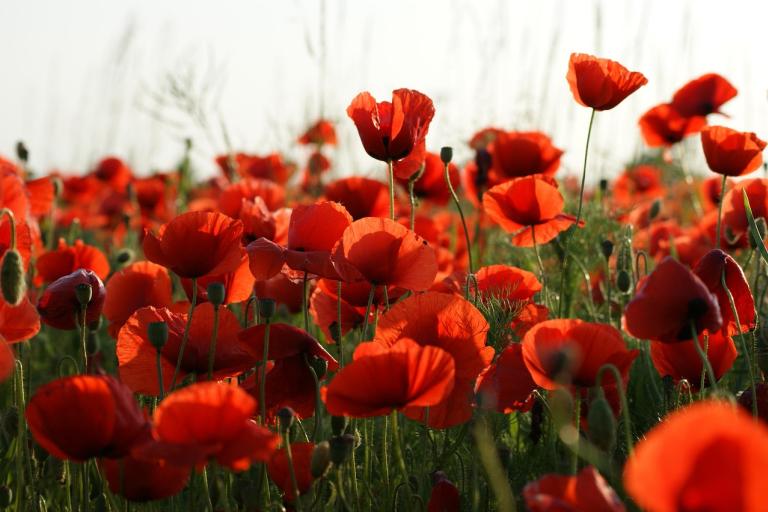 A field of poppies