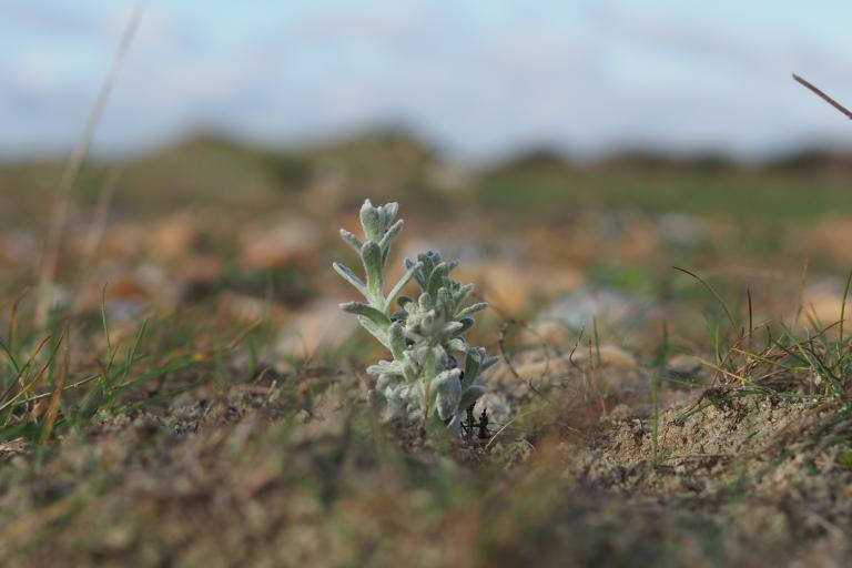Cottonweed in situ on Hayling shoreline