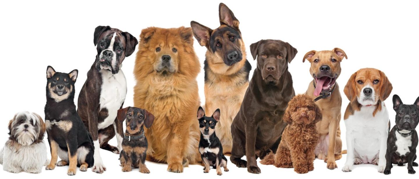 Dogs