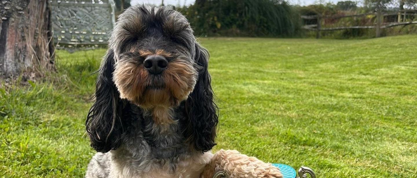 Duke the dog with his paw resting on a trophy