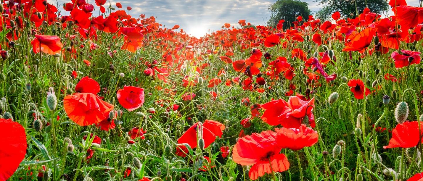 Field of poppies