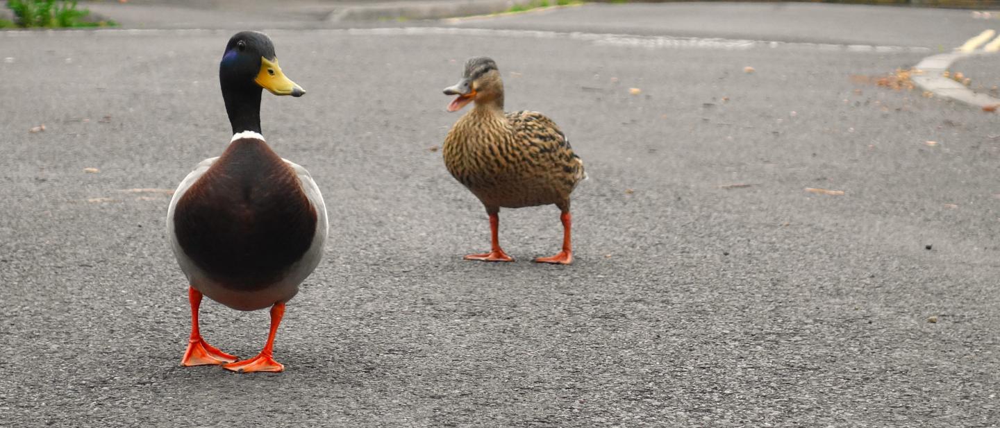 Two ducks walking home