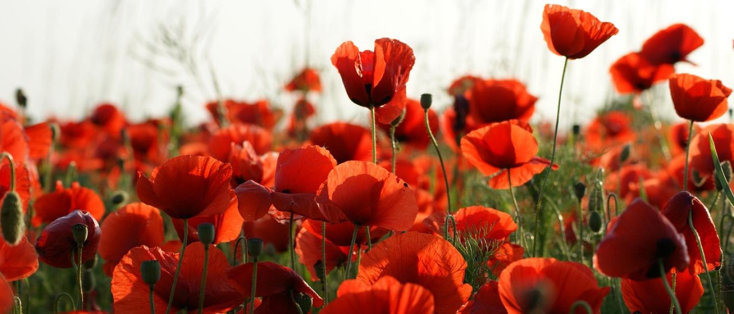 A field of poppies