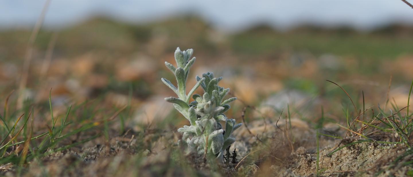 Cottonweed in situ on Hayling shoreline